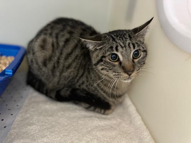 Enlarge GUS, a Adoptable Domestic Short Hair in McKinleyville, CA image 1/1