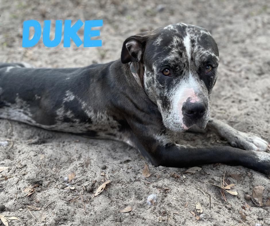 Duke, ADOPTABLE, Young Male Mixed Breed.