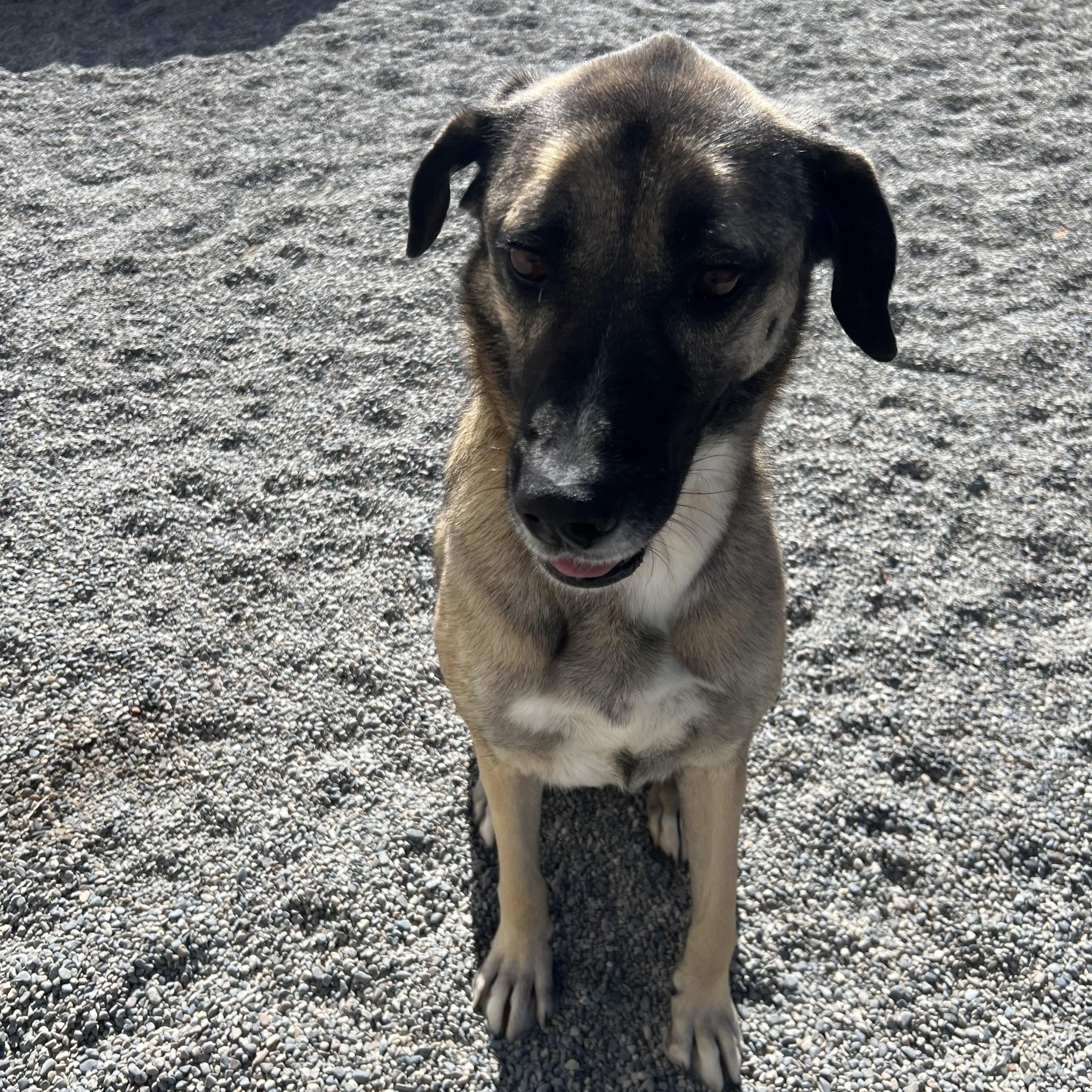 Enlarge Annie, a Adoptable Anatolian Shepherd in Spokane, WA image 3/3