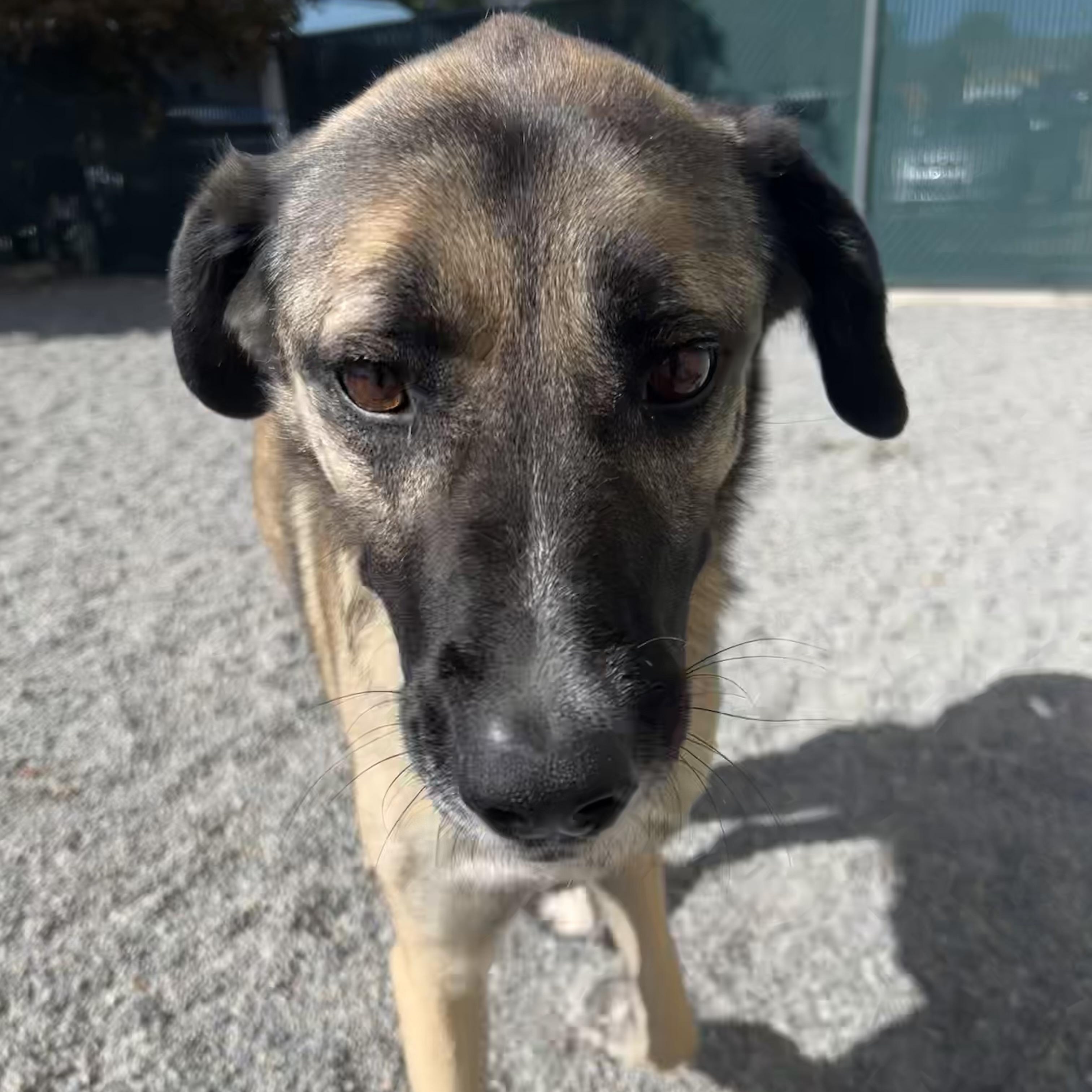 Annie, Adoptable, Adult Female Anatolian Shepherd.