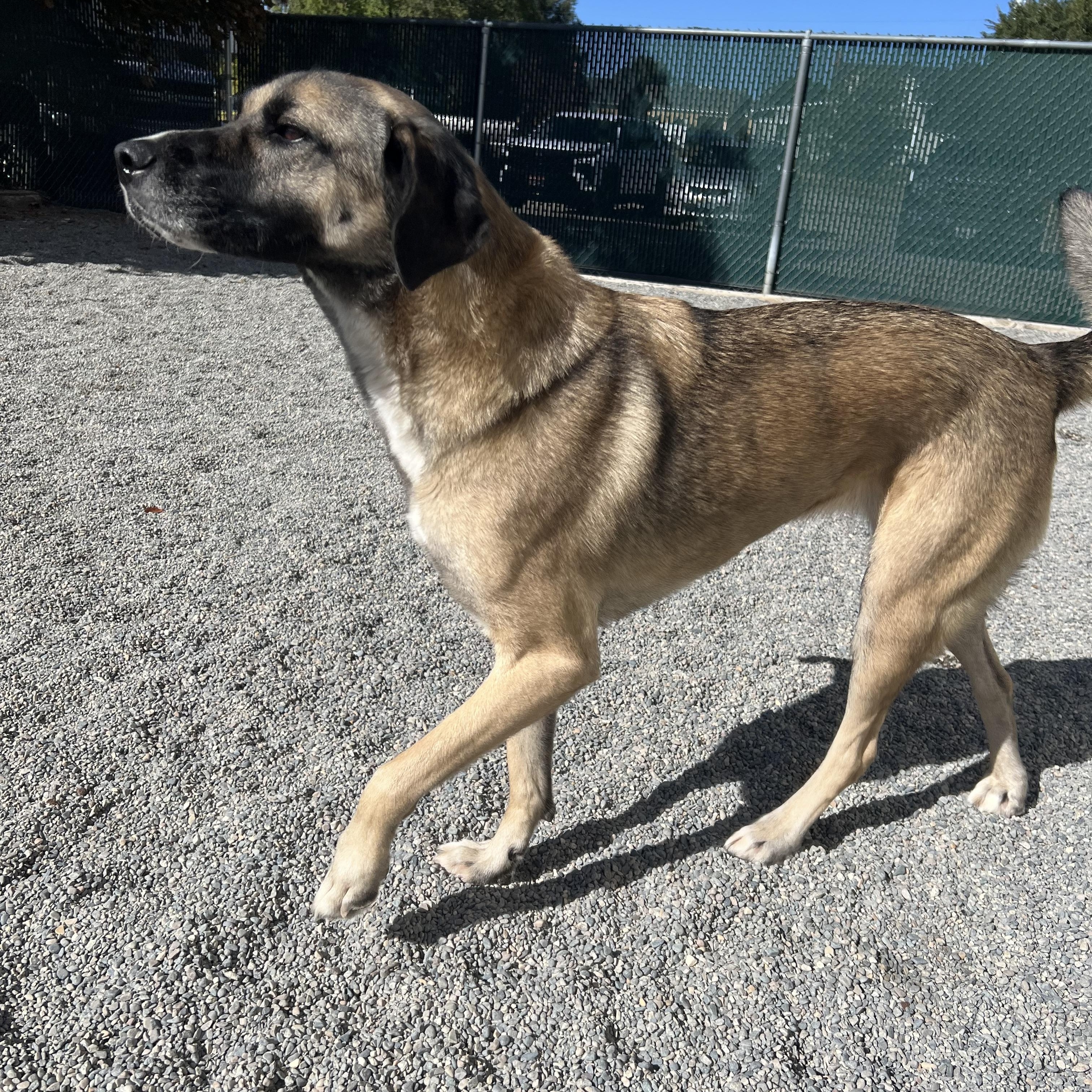 Enlarge Annie, a Adoptable Anatolian Shepherd in Spokane, WA image 2/3