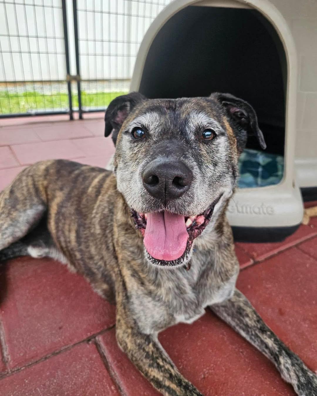 Fabian, ADOPTABLE, Adult Male Plott Hound.