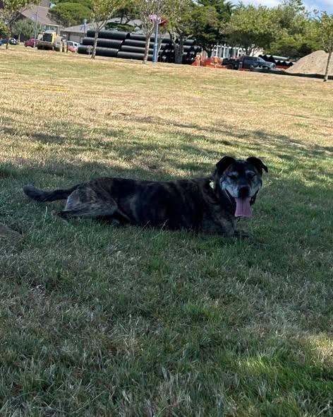 Fabian, a ADOPTABLE mixed breed in Crescent city, CA image 3/6