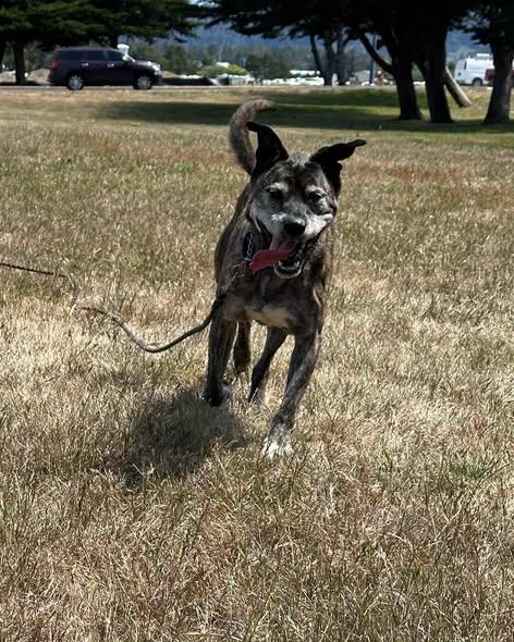 Fabian, a ADOPTABLE mixed breed in Crescent city, CA image 2/6