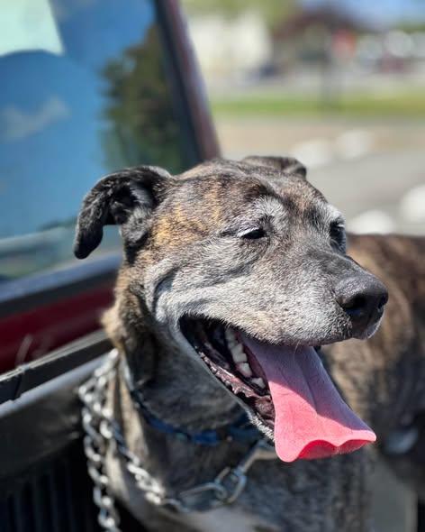Fabian, a ADOPTABLE mixed breed in Crescent city, CA image 6/6