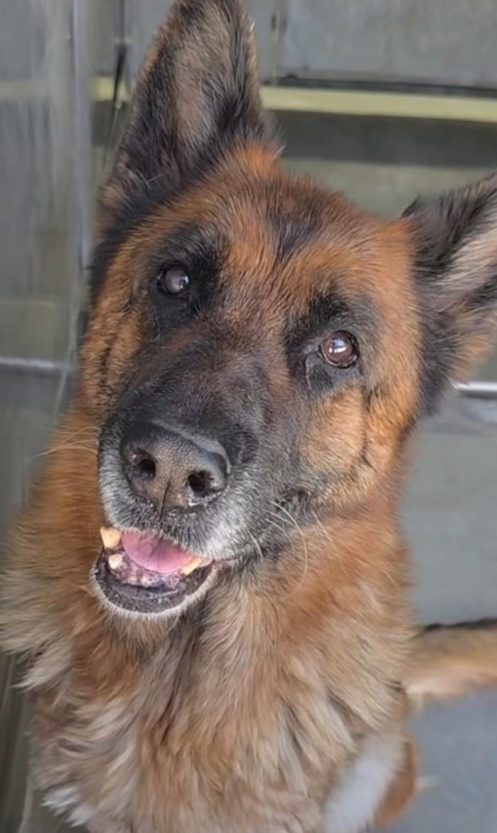 Enlarge Barqs, a Adoptable German Shepherd Dog in Frazier Park, CA image 2/2