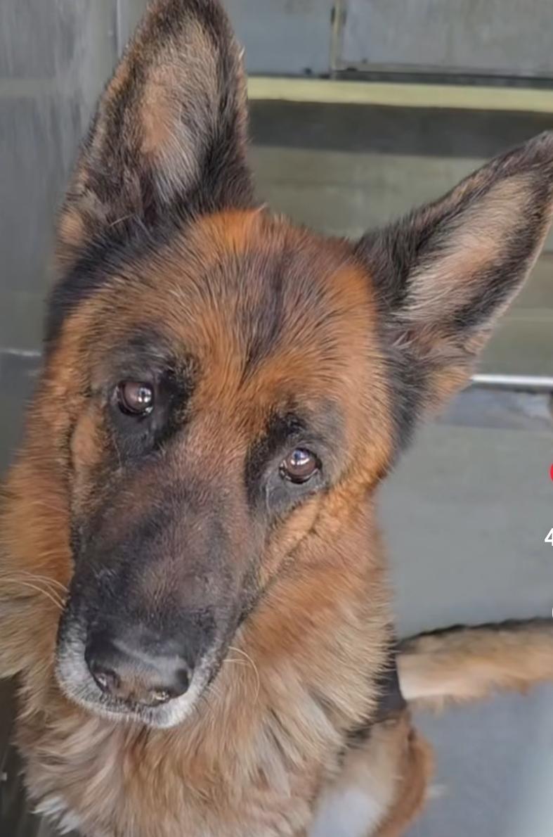 Barqs, Adoptable, Senior Male German Shepherd Dog.