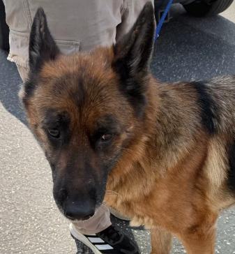 Enlarge Barqs, a Adoptable German Shepherd Dog in Frazier Park, CA image 4/4