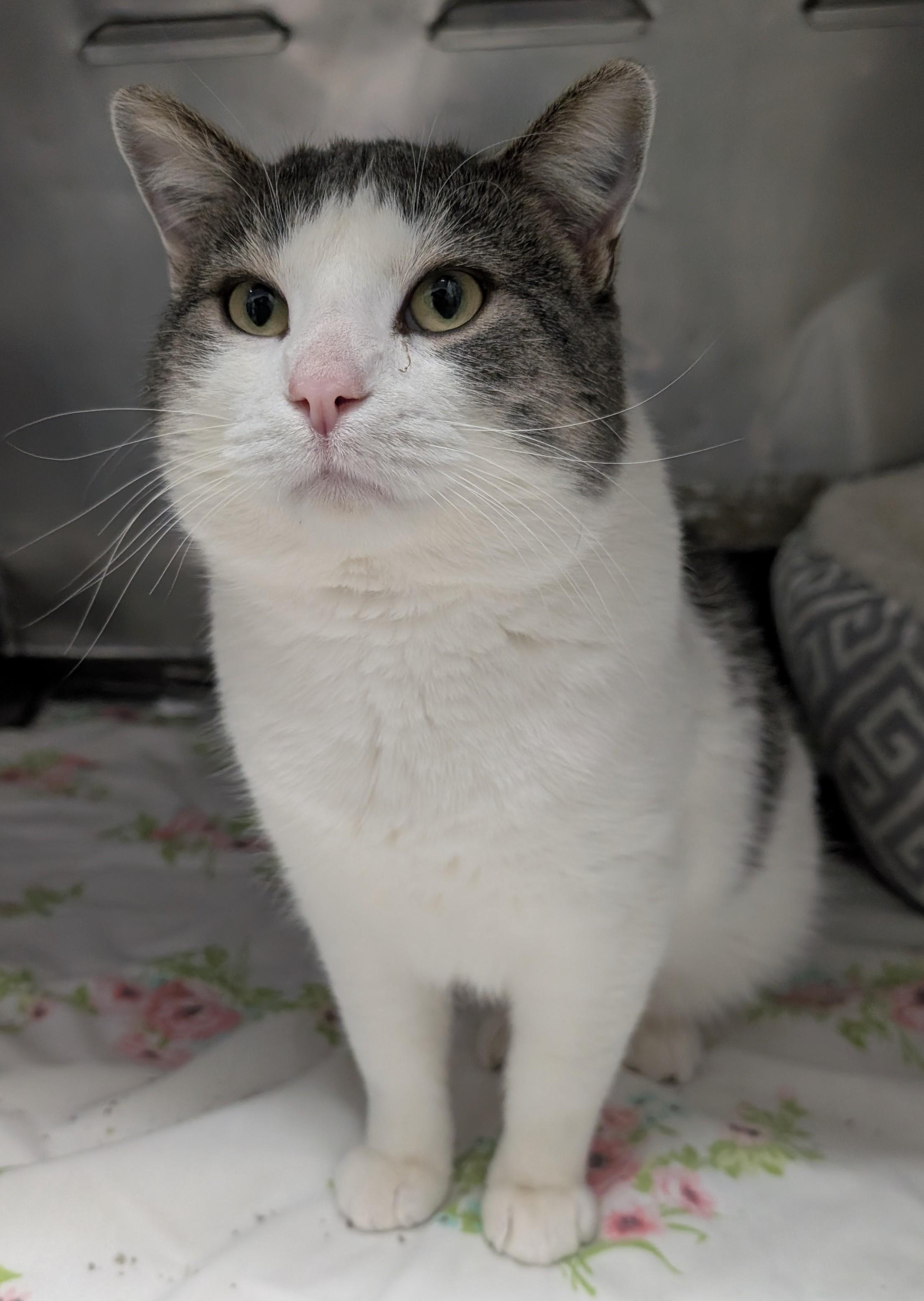 Toby, ADOPTABLE, Adult Male Domestic Short Hair.