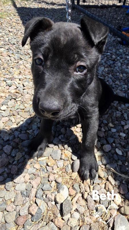 Beth, Adoptable, Puppy Female Pit Bull Terrier & German Shepherd Dog.