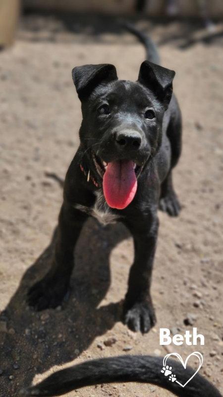Enlarge Beth, a Adoptable mixed breed in Monte Vista, CO image 2/3