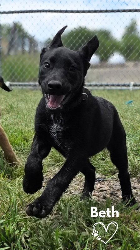 Enlarge Beth, a Adoptable mixed breed in Monte Vista, CO image 3/3