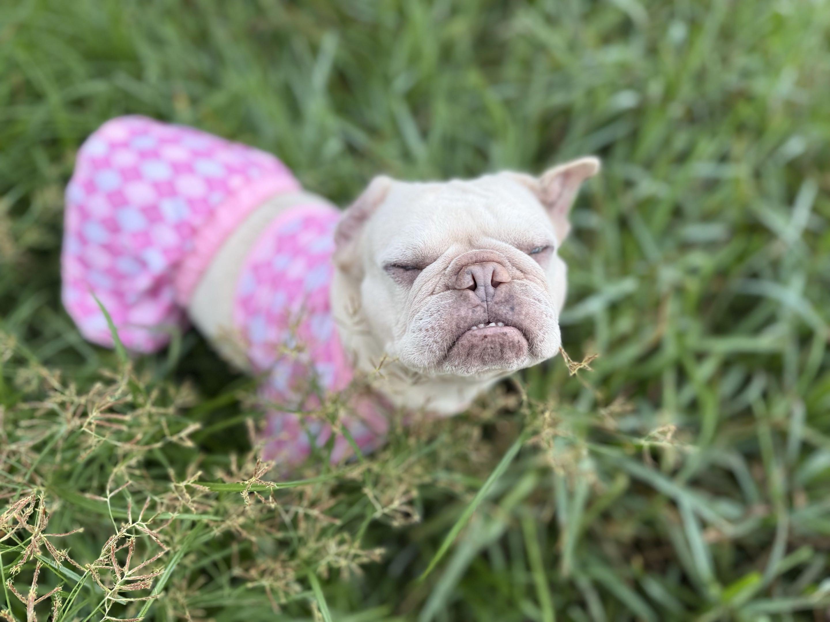 Enlarge Blondie, a Adopted French Bulldog in New Port Richey, FL image 4/6