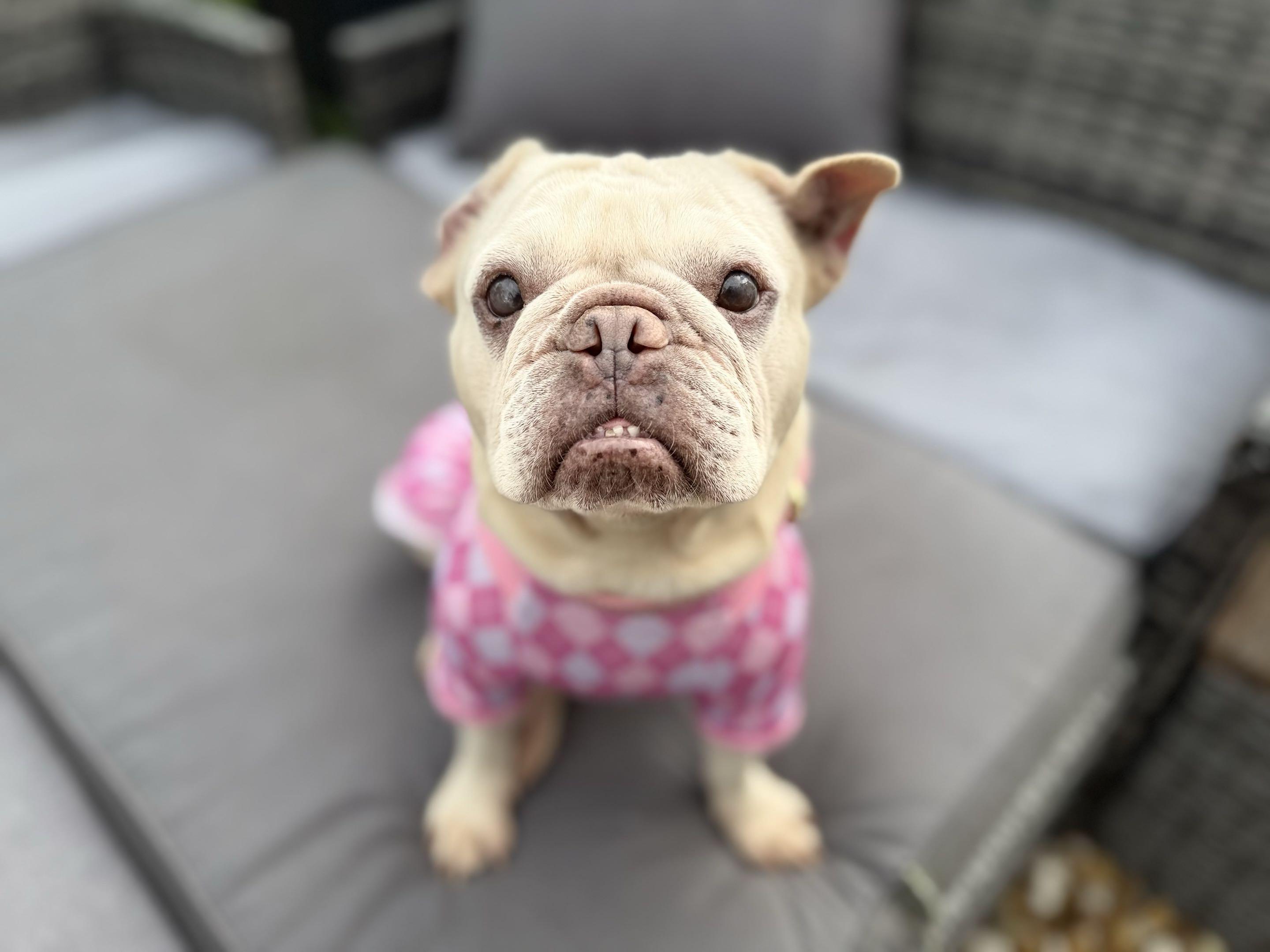 Enlarge Blondie, a Adopted French Bulldog in New Port Richey, FL image 5/6