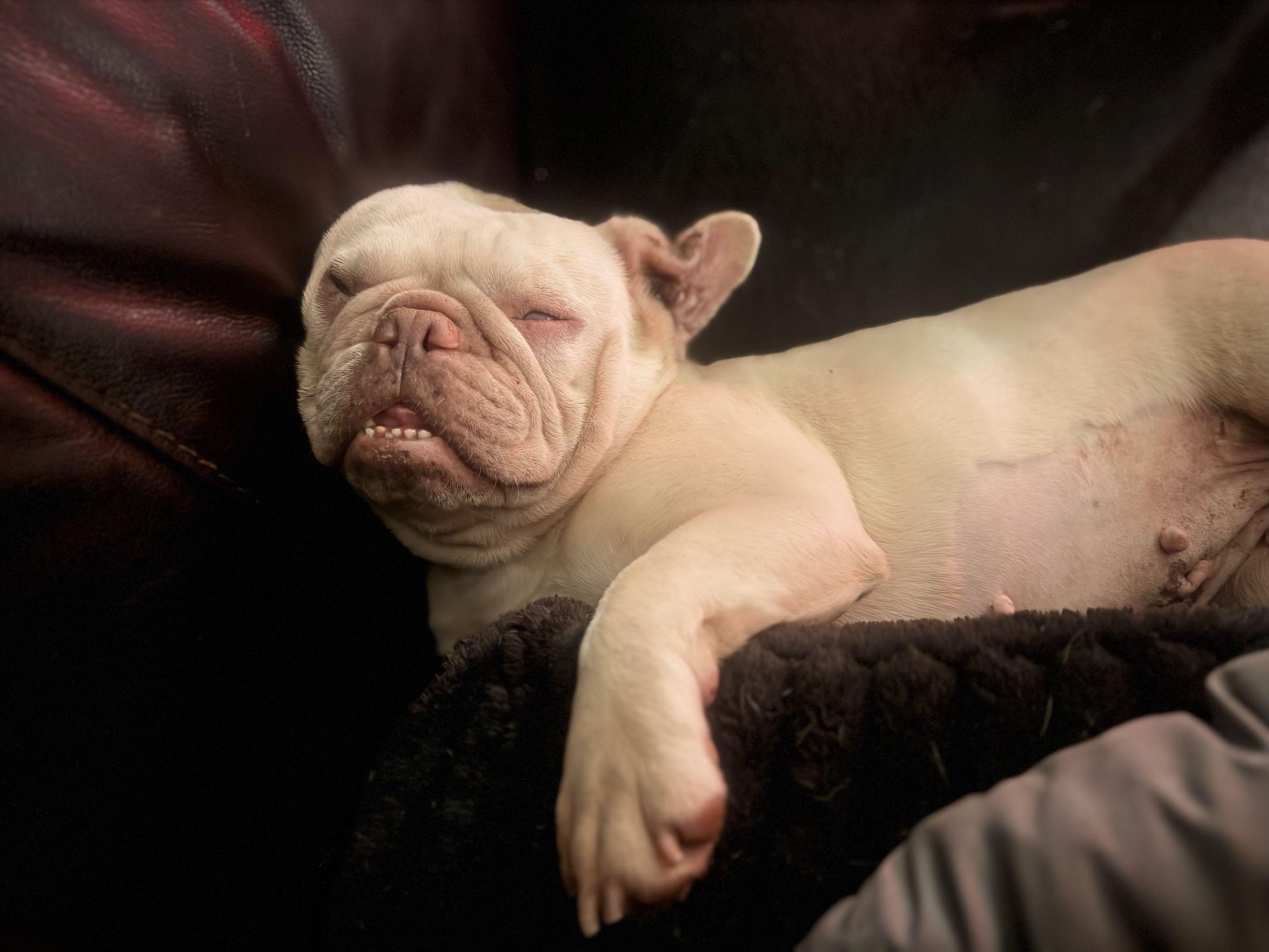 Enlarge Blondie, a Adopted French Bulldog in New Port Richey, FL image 2/6