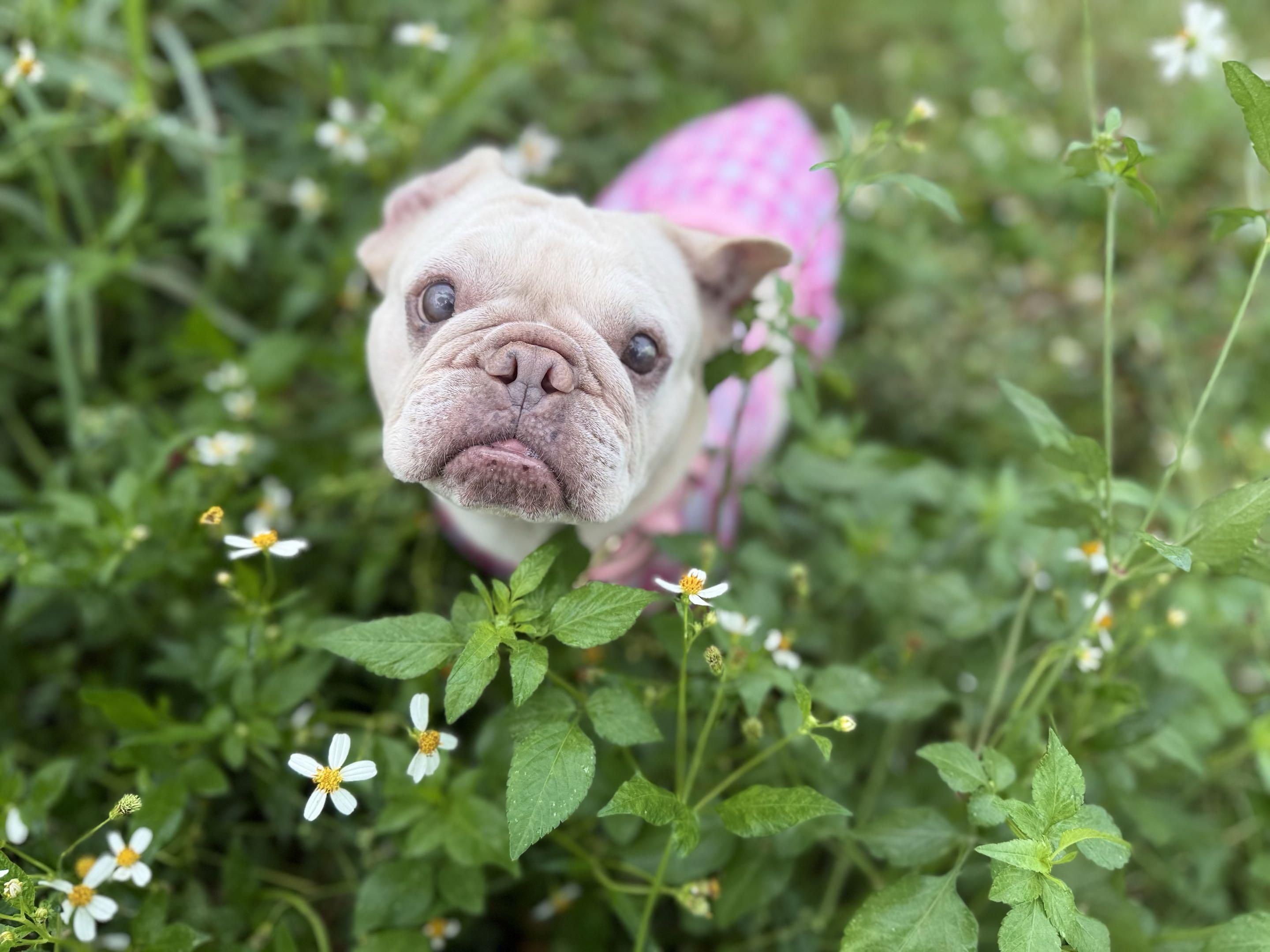 Enlarge Blondie, a Adopted French Bulldog in New Port Richey, FL image 1/6
