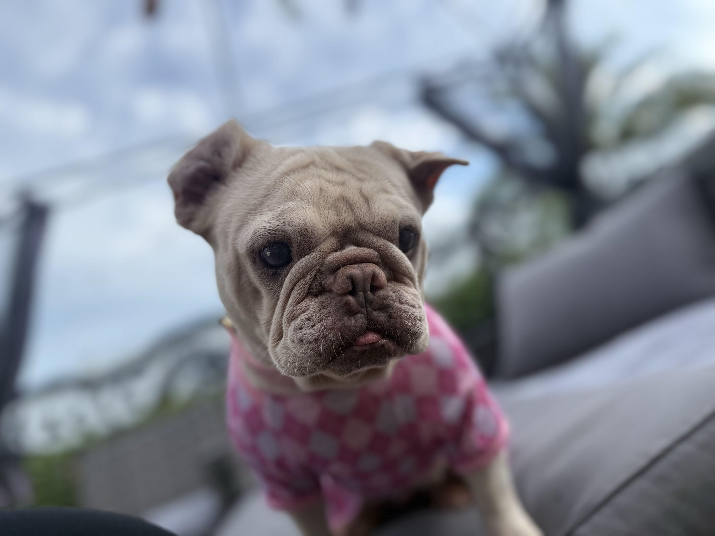 Enlarge Blondie, a Adopted French Bulldog in New Port Richey, FL image 6/6