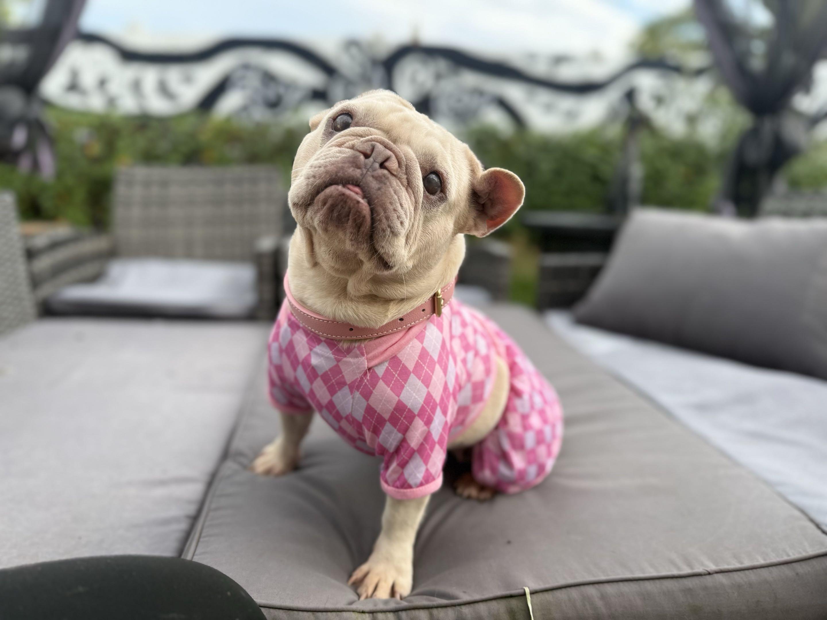 Enlarge Blondie, a Adopted French Bulldog in New Port Richey, FL image 3/6