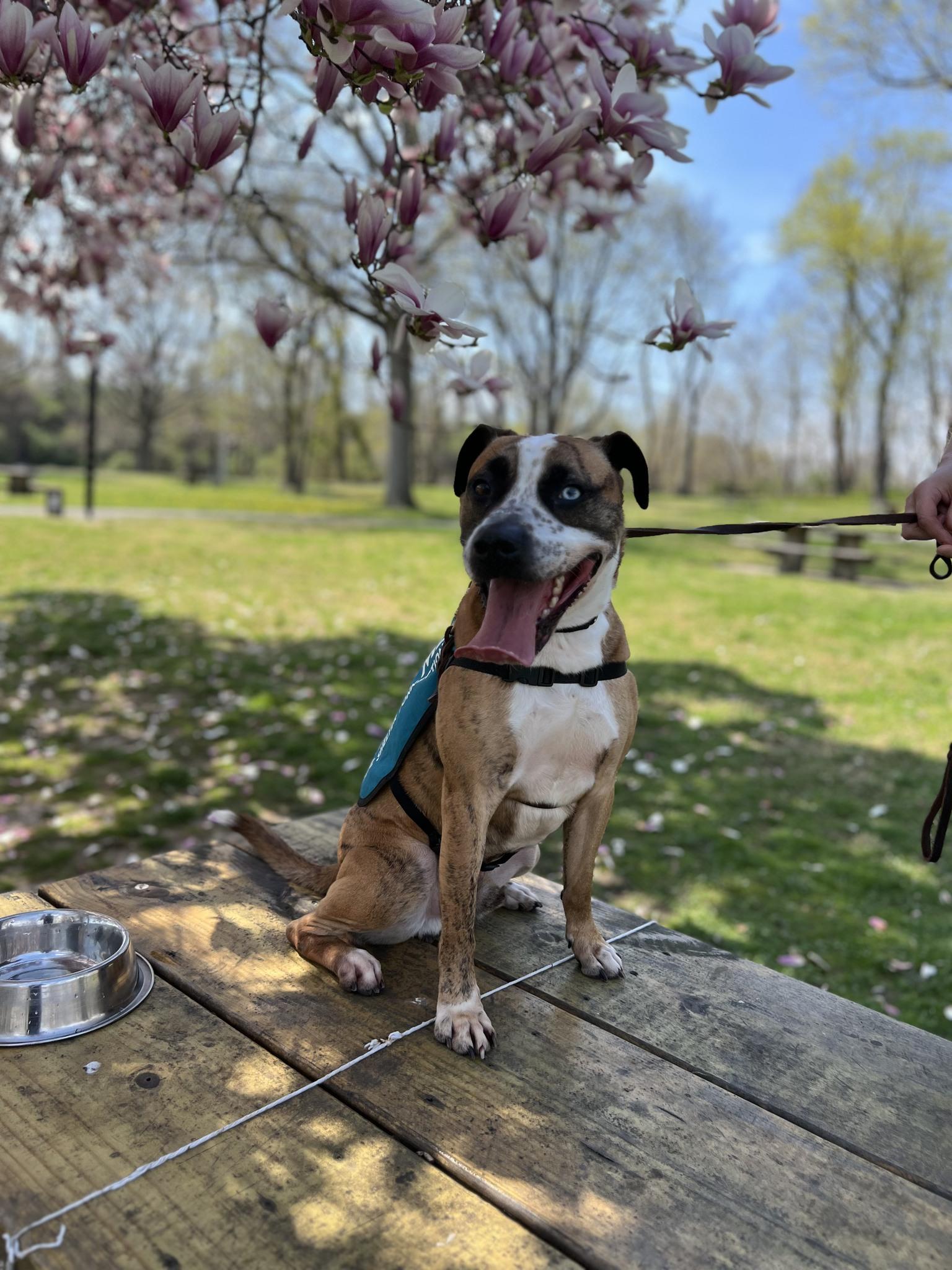 The Rock, ADOPTABLE, Adult Male Boxer.