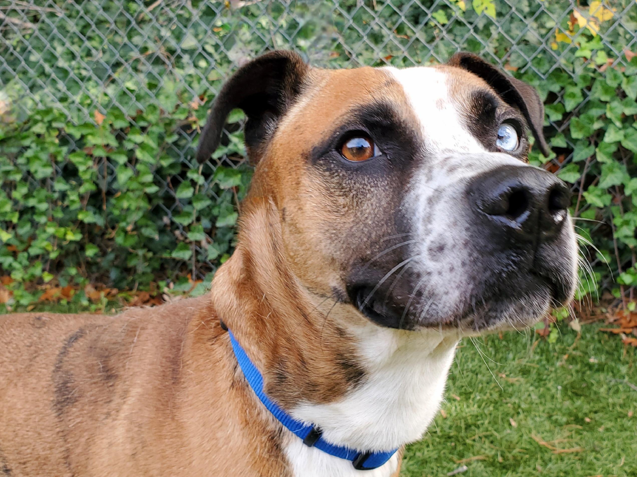 The Rock, ADOPTABLE, Adult Male Boxer.
