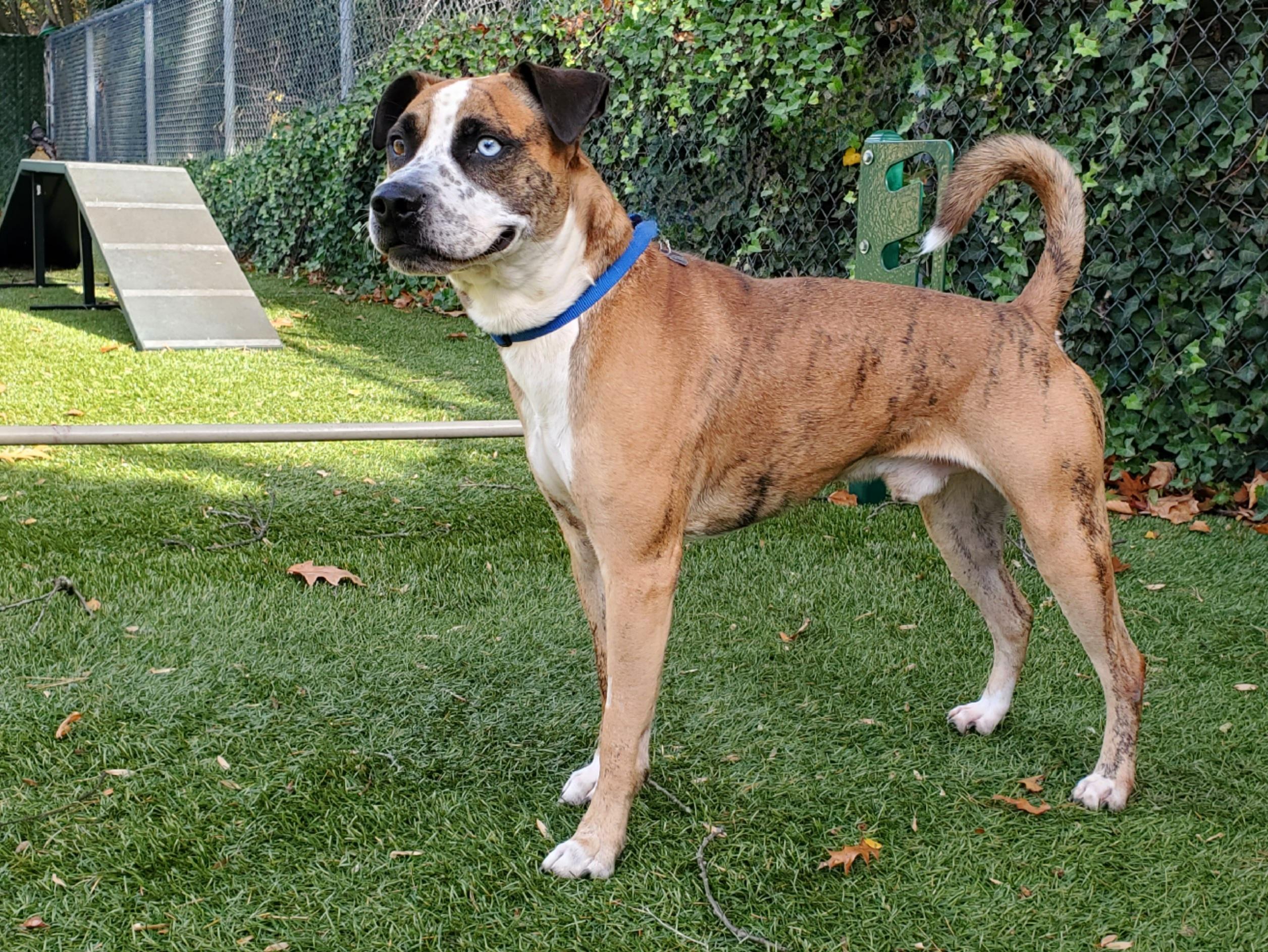 Enlarge The Rock, a ADOPTABLE mixed breed in Port Washington, NY image 2/3
