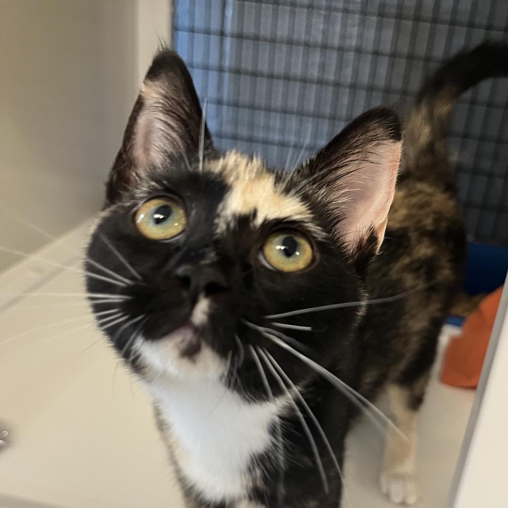 Emrald Jade Green Ball, Adoptable, Kitten Female Domestic Short Hair.