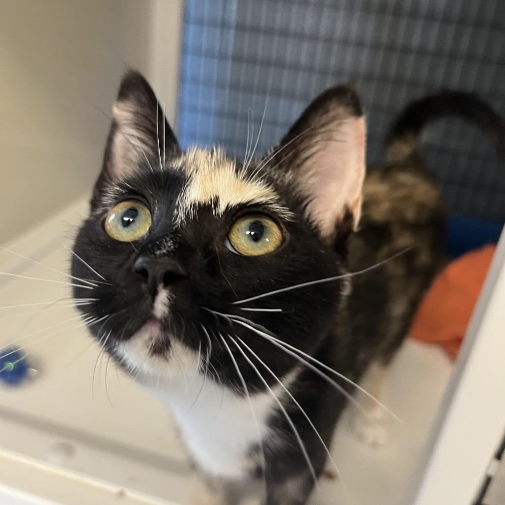 Enlarge Emrald Jade Green Ball, a Adoptable Domestic Short Hair in Ruckersville, VA image 2/3