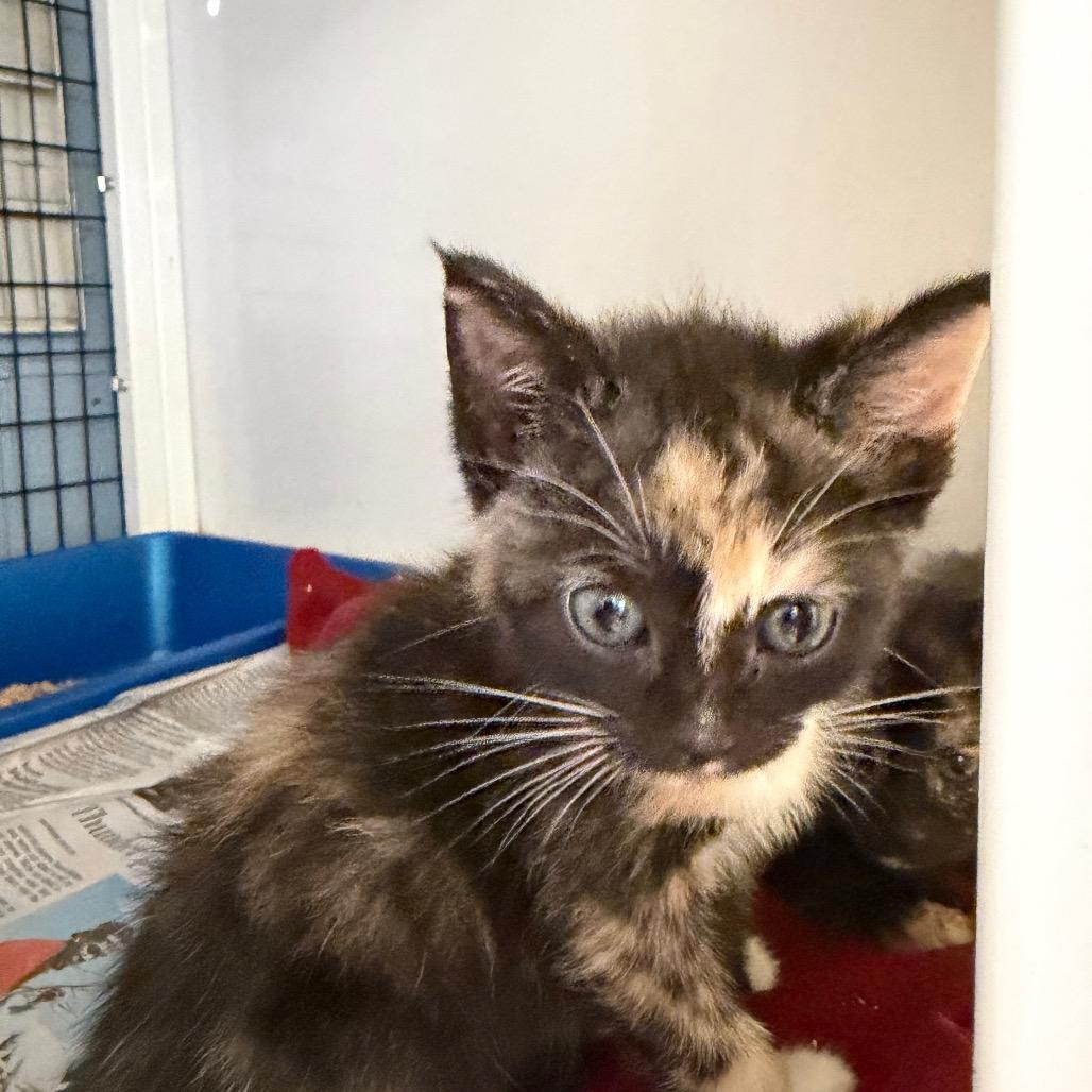 Enlarge Emrald Jade Green Ball, a Adoptable Domestic Short Hair in Ruckersville, VA image 3/3