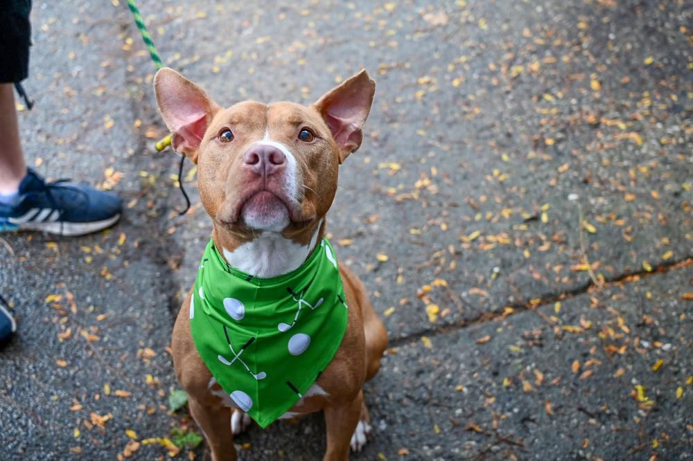 Enlarge Harrison Ford, a Adoptable mixed breed in Mundelein, IL image 1/6