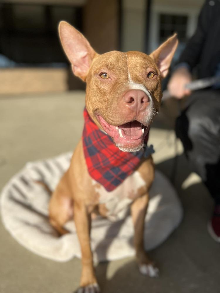 Enlarge Harrison Ford, a Adoptable mixed breed in Mundelein, IL image 1/6
