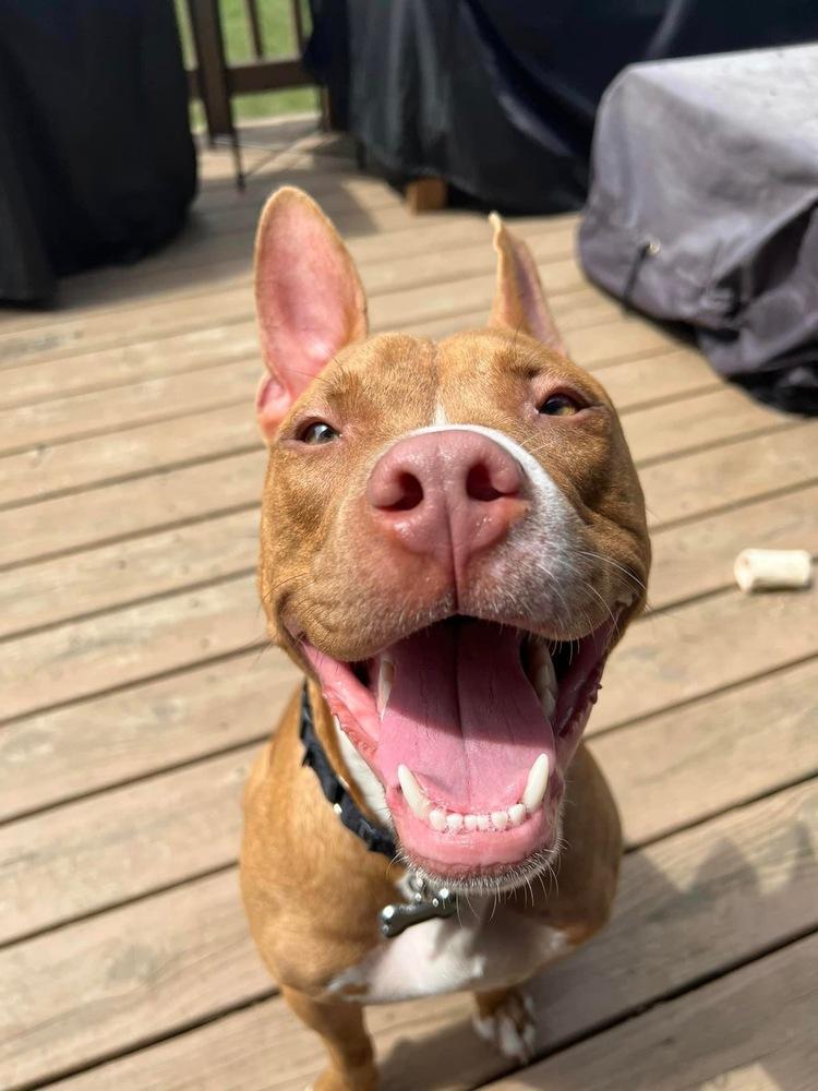 Enlarge Harrison Ford, a Adoptable mixed breed in Mundelein, IL image 2/6