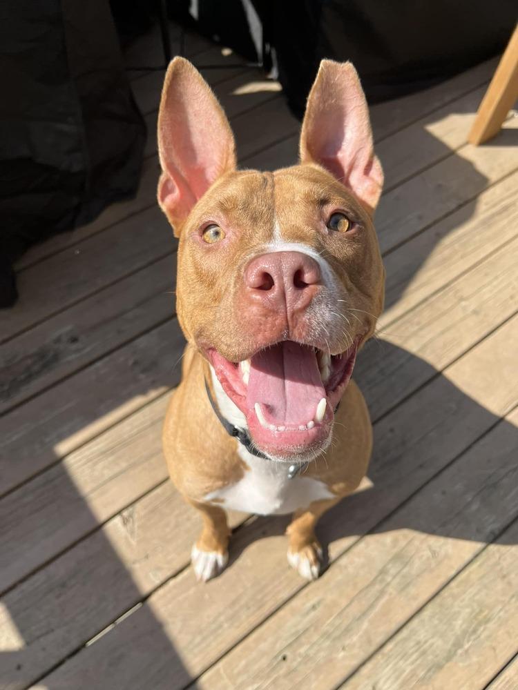 Enlarge Harrison Ford, a Adoptable mixed breed in Mundelein, IL image 4/6