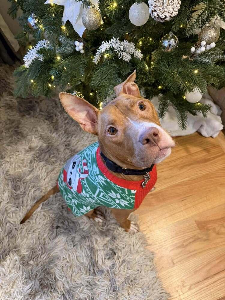 Enlarge Harrison Ford, a Adoptable mixed breed in Mundelein, IL image 3/6