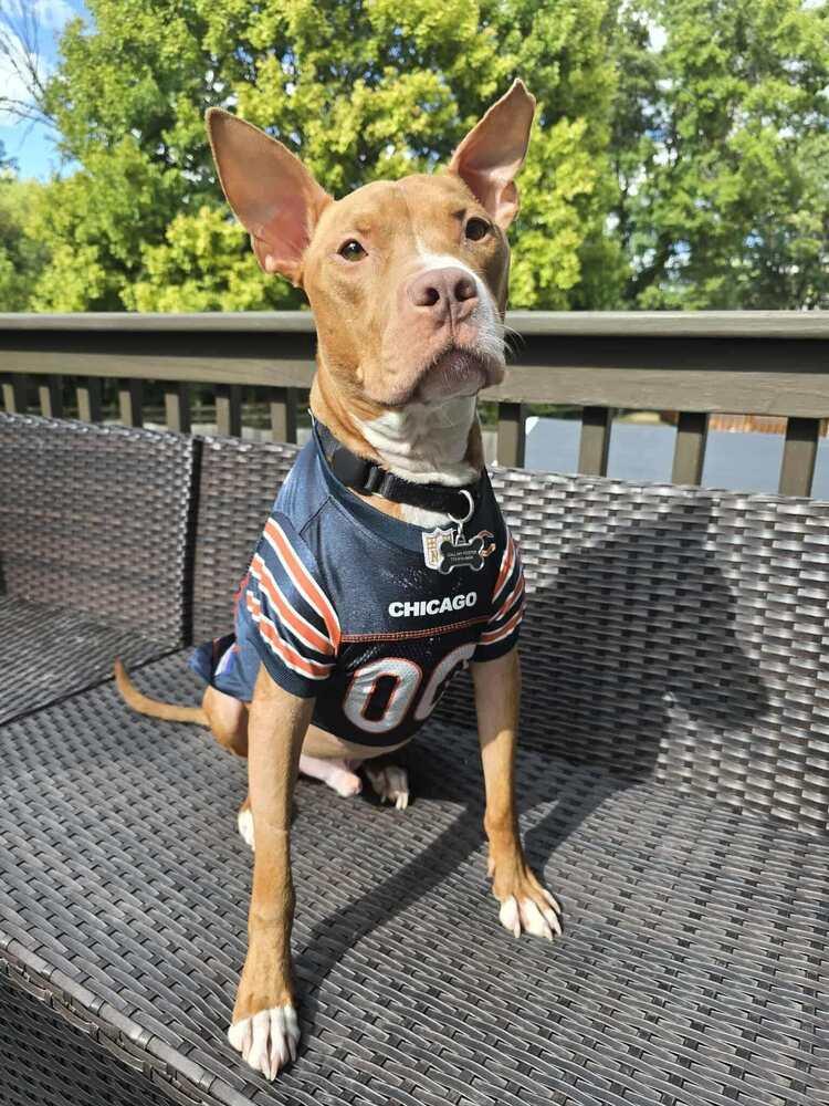 Enlarge Harrison Ford, a Adoptable mixed breed in Mundelein, IL image 4/6