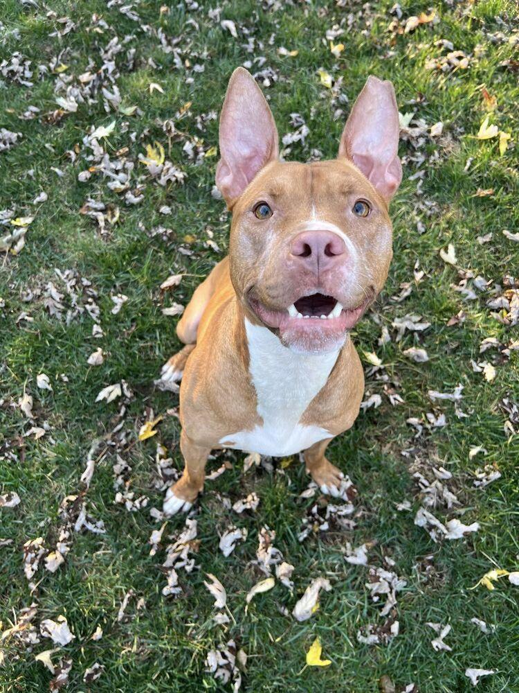 Enlarge Harrison Ford, a Adoptable mixed breed in Mundelein, IL image 5/6