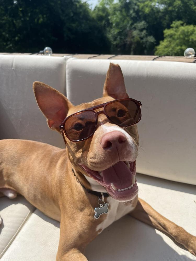 Enlarge Harrison Ford, a Adoptable mixed breed in Mundelein, IL image 6/6