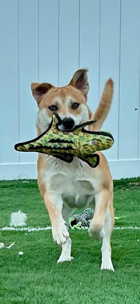 Coco, a Adoptable mixed breed in Bakersfield, CA image 2/6