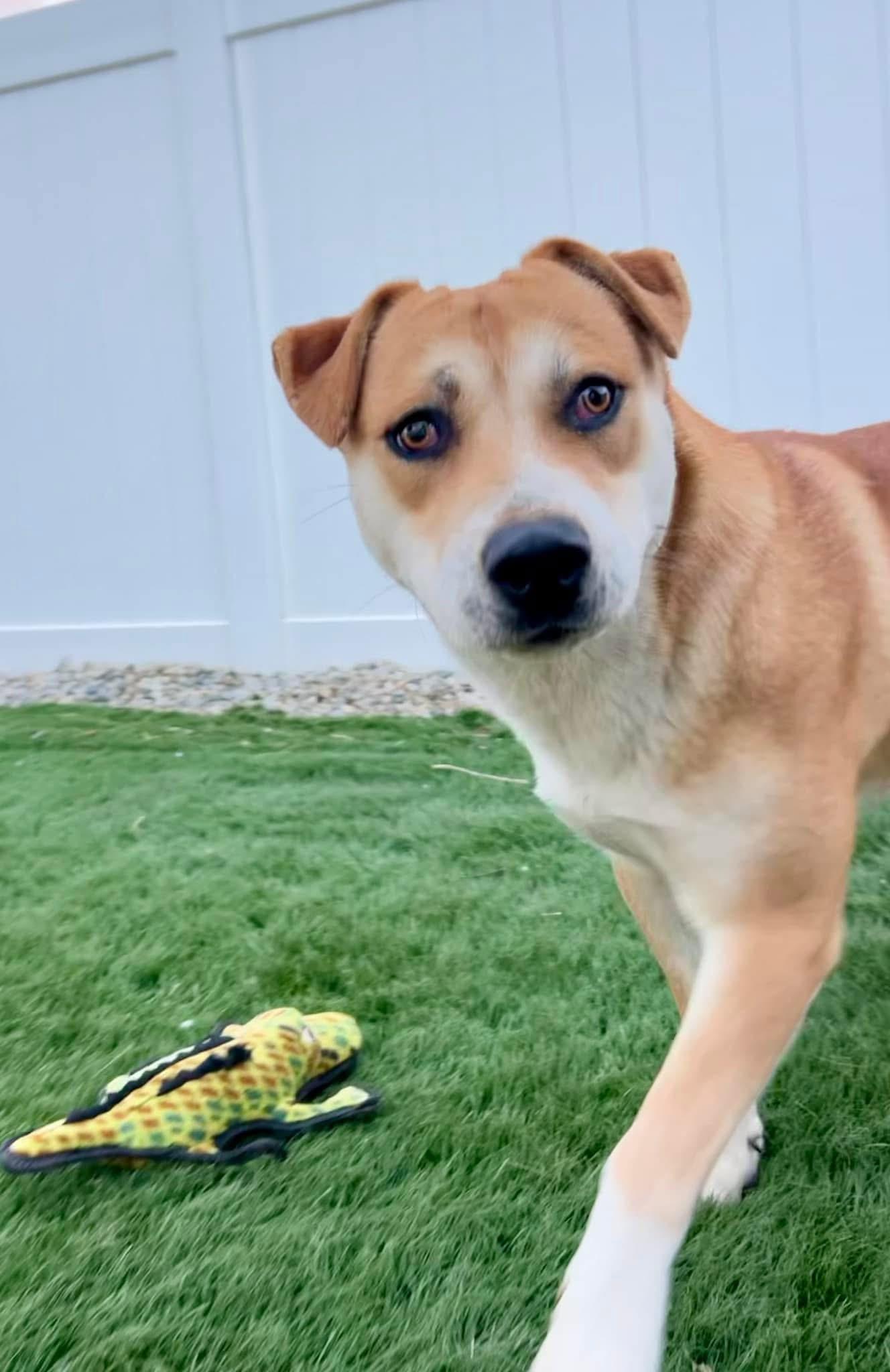 Coco, a Adoptable mixed breed in Bakersfield, CA image 4/6