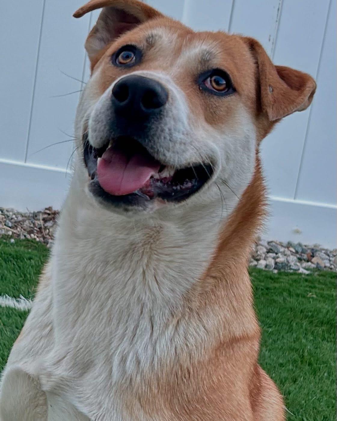 Coco, a Adoptable mixed breed in Bakersfield, CA image 5/6