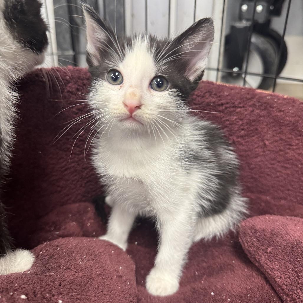 Salt, Adoptable, Kitten Male Domestic Short Hair.