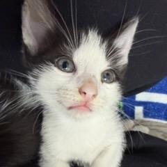 Salt, a Adoptable Domestic Short Hair in Waco, TX image 2/3