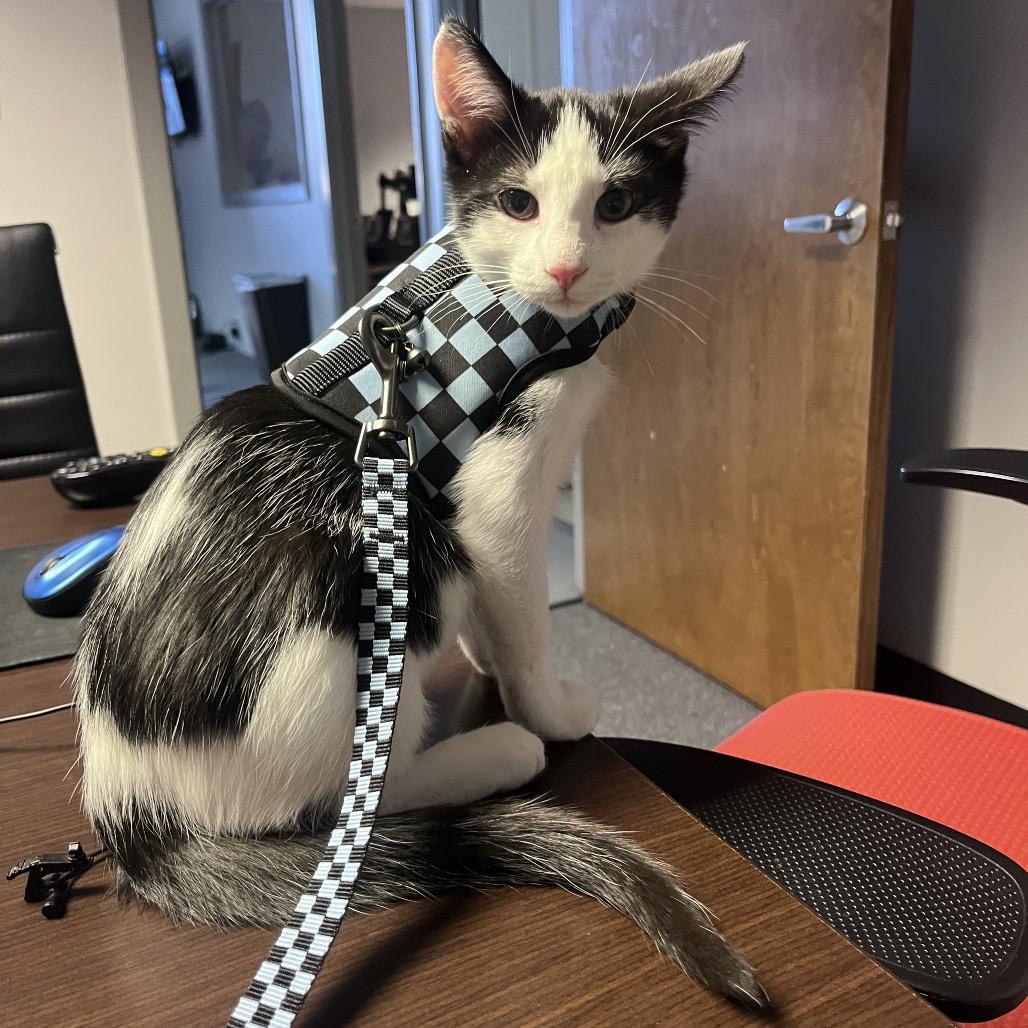 Salt, a Adoptable Domestic Short Hair in Waco, TX image 3/3