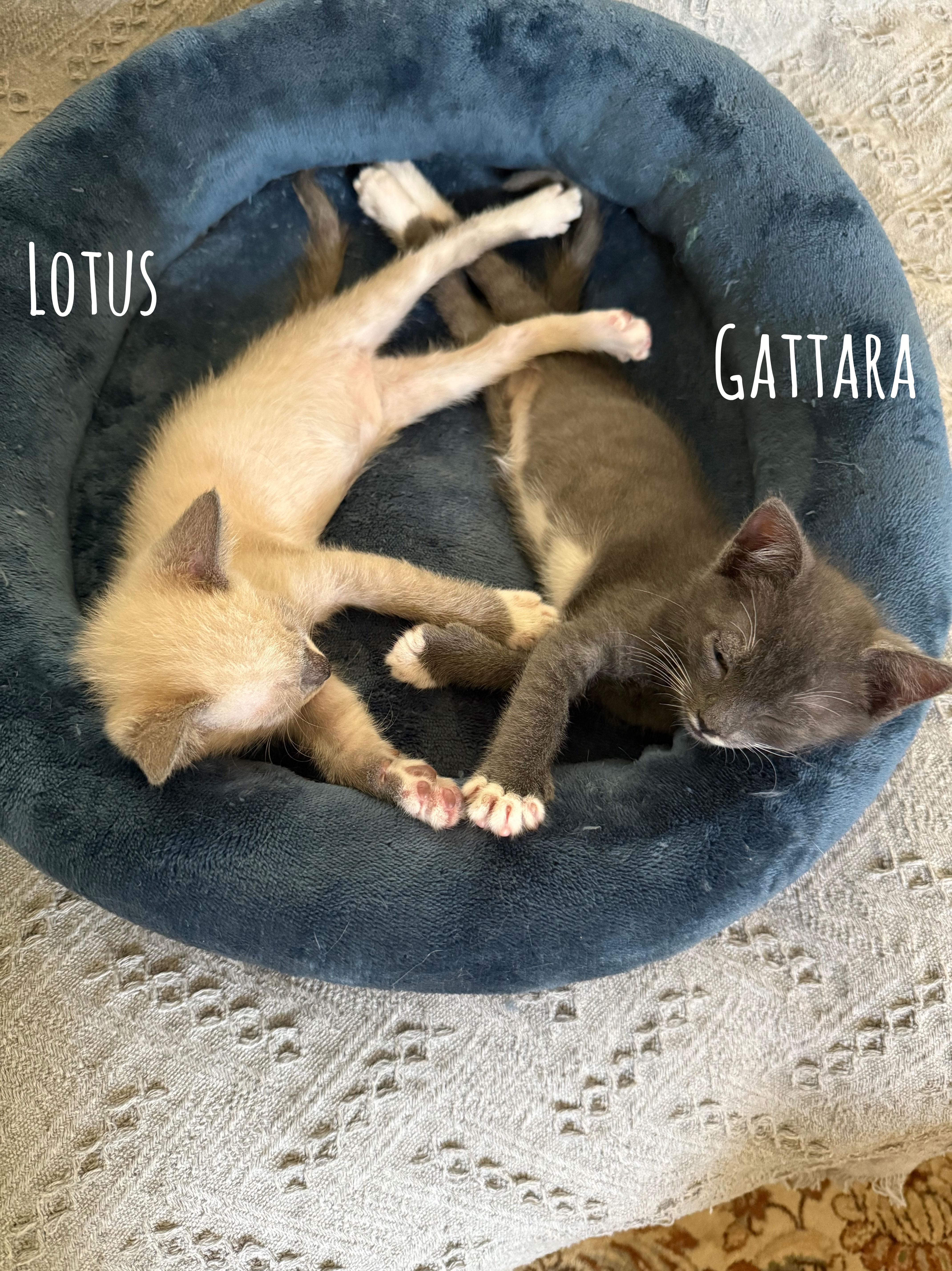 Gattara 2