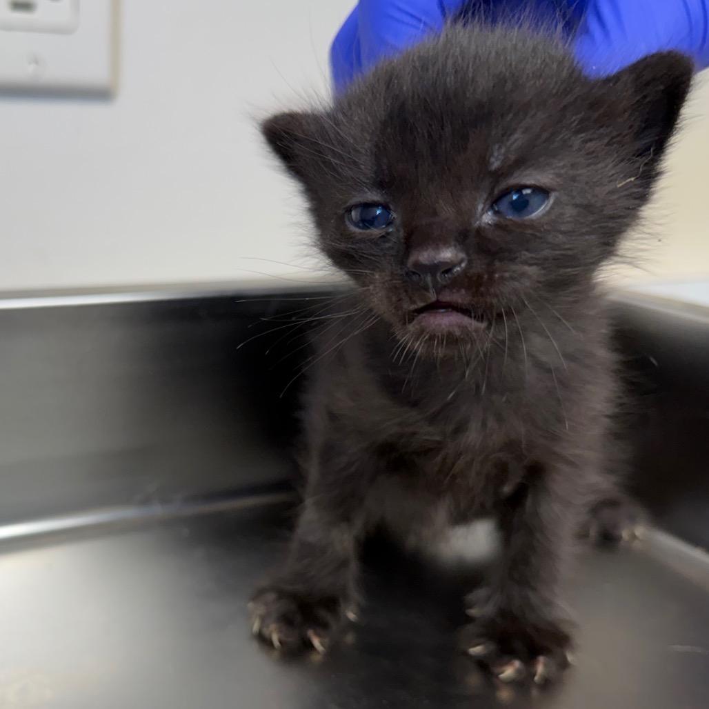 TUSC-Stray-83596_2_3_4_5