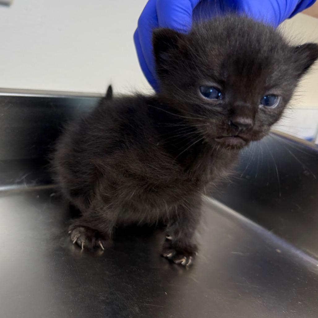 TUSC-Stray-83596_2_3_4_5 — thumbnail 2