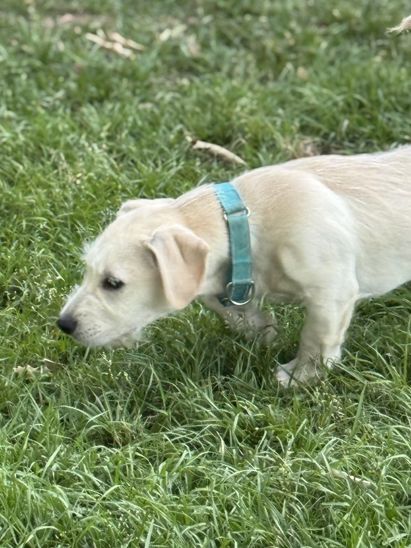 Enlarge Captain Qwark, a ADOPTABLE mixed breed in Baker, LA image 5/6
