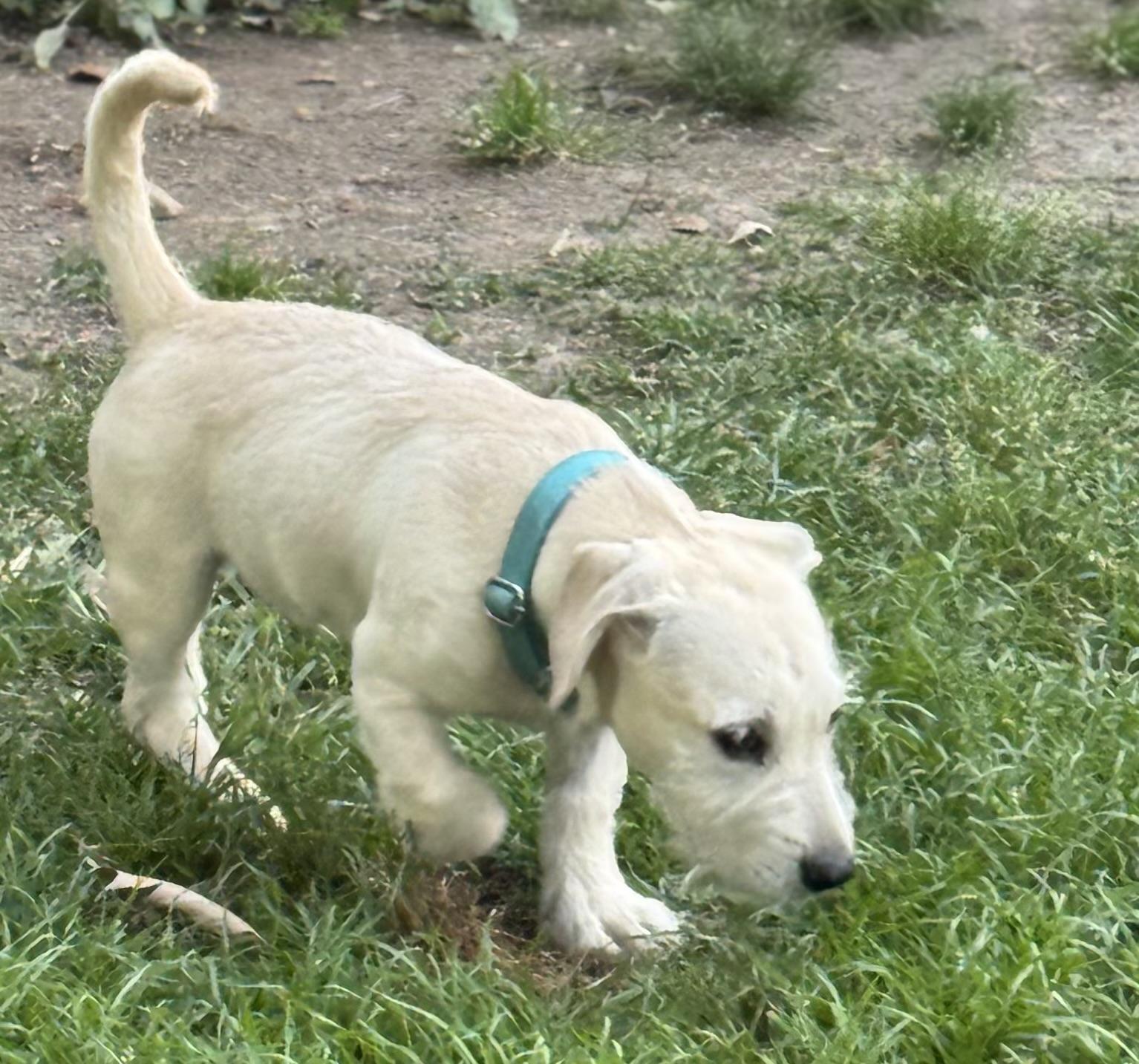 Enlarge Captain Qwark, a ADOPTABLE mixed breed in Baker, LA image 1/6