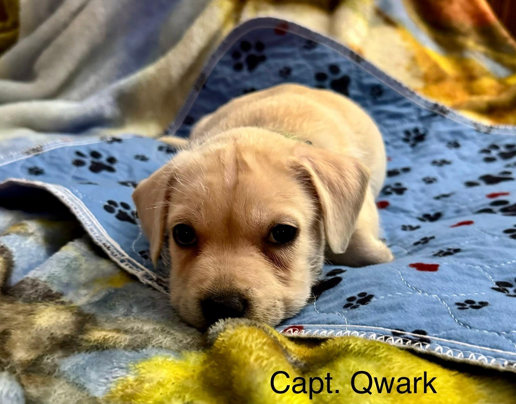Enlarge Captain Qwark, a ADOPTABLE mixed breed in Baker, LA image 2/3