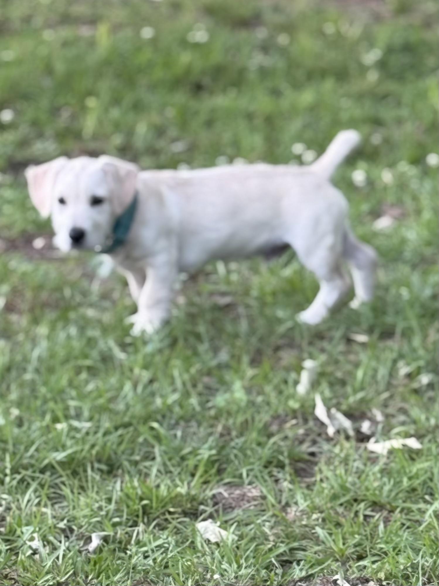 Enlarge Captain Qwark, a ADOPTABLE mixed breed in Baker, LA image 6/6