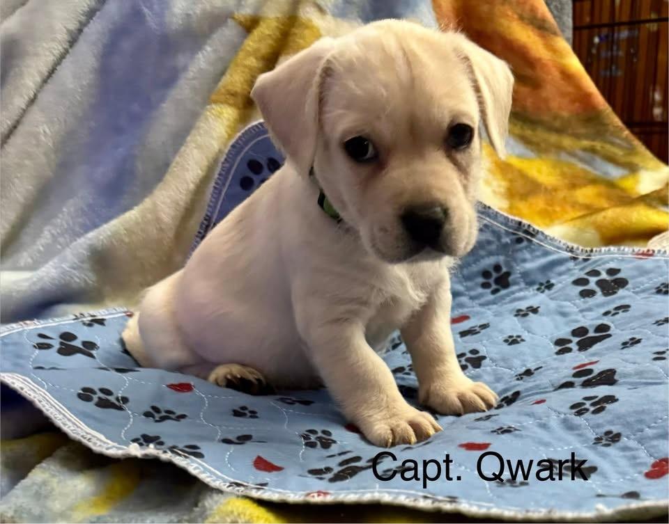 Captain Qwark, ADOPTABLE, Puppy Male Terrier.